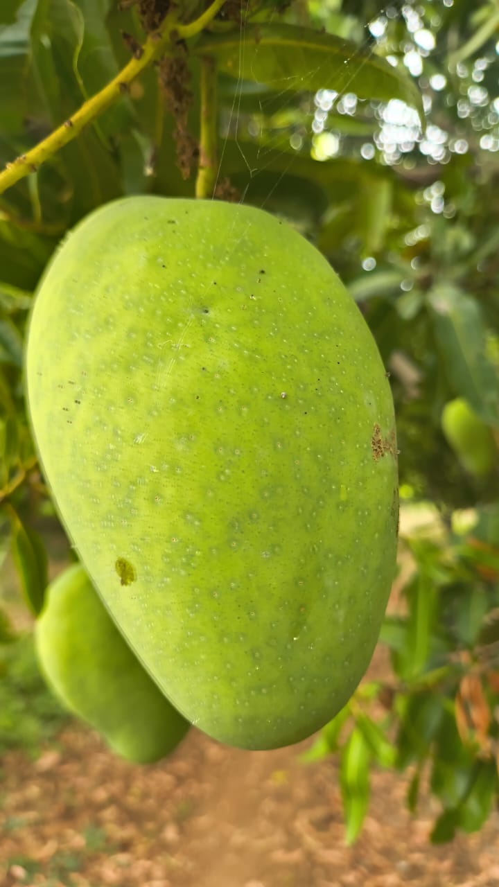 WhatsApp Image 2026 05 03 at 02.51.06 – The Mango Farm, Jangaon Telangana